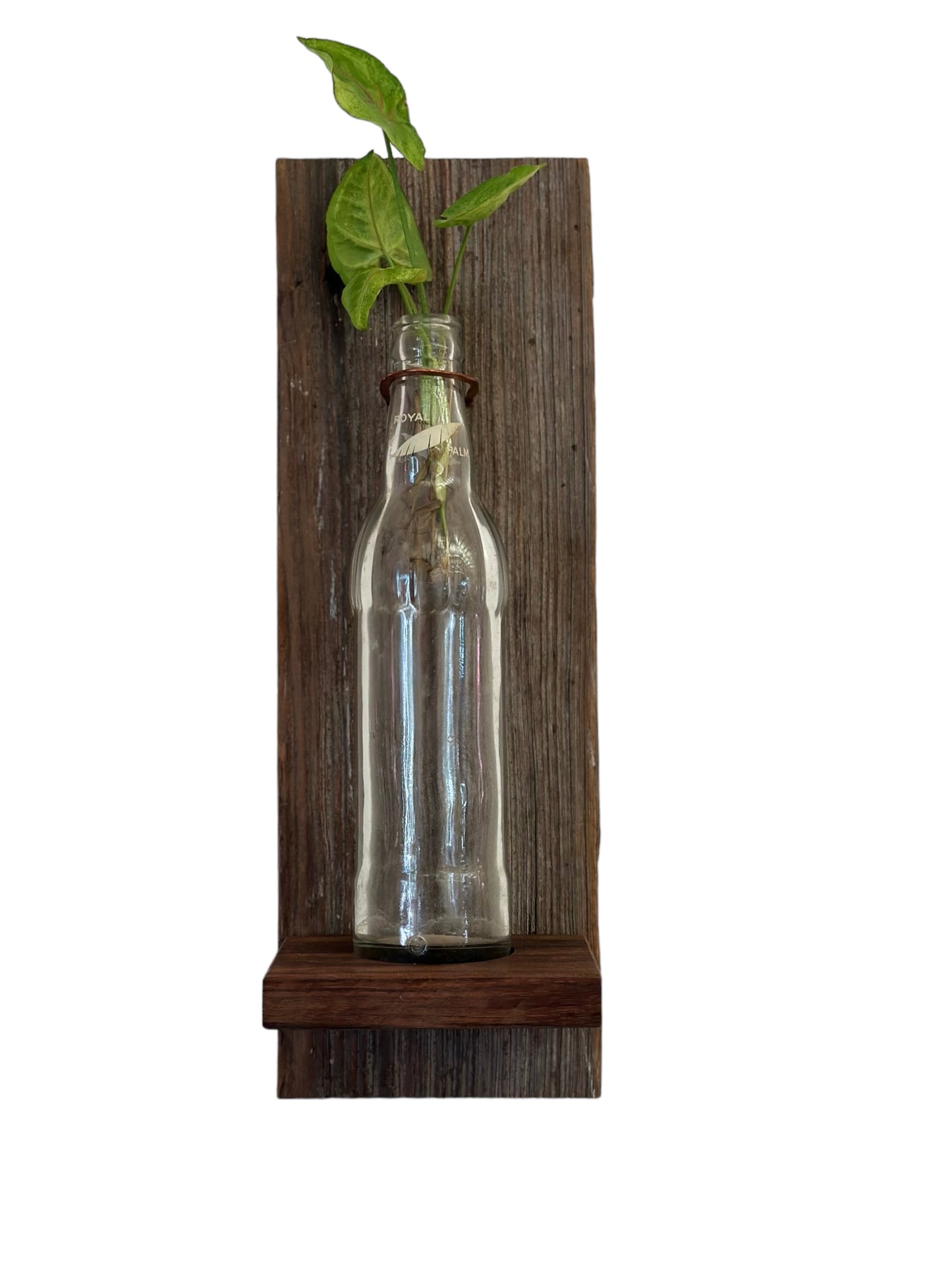 THE 'CLEAR' SERIES-OHIO WALL VASE COLLECTION